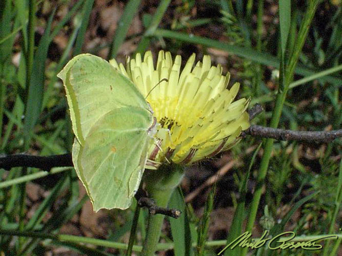 Da ID - Gonepteryx rhamni